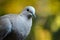 Turtledove bird sitting on a branch in nature