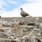 turtledove bird on stone wall of patio in Athens