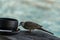 Turtledove eating cookie in seychelles pool