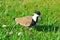 Turtledove marsa alam