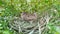 turtledove pigeon baby young bird on a tree branch with their nest