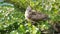 turtledove pigeon baby young bird on a tree branch with their nest