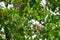 Turtledove sitting on a tree branch