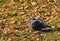 Turtledove or Stone Pigeon, an ordinary pigeon (Latin. Columba livia) in an autumn city park.