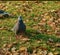Turtledove or Stone Pigeon, an ordinary pigeon (Latin. Columba livia) in an autumn city park.