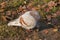 Turtledove or Stone Pigeon, an ordinary pigeon (Latin. Columba livia) in an autumn city park.fluffed up from the