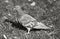 Turtledove or Stone Pigeon, an ordinary pigeon Latin. Columba livia in an autumn park