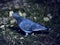 Turtledove or Stone Pigeon, an ordinary pigeon Latin. Columba livia in an autumn park