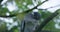 Turtledove on the tree branch