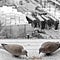 Turtledoves above the construction site