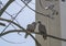 Turtledoves on branch of tree