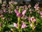 The Turtlehead, pink or Lyon\\\'s turtlehead (Chelone lyonii) flowering with hooded, pink flowers