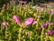 The Turtlehead, pink or Lyon\\\'s turtlehead (Chelone lyonii) flowering with hooded, snapdragon-like, pink flowers