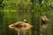 Turtles in amazon rainforest, Yasuni National Park