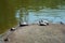 Turtles on a artificial pond in Santa Lucia Honduras