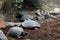 Turtles from the Barcelona zoo. Catalonia. Spain