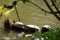 Turtles bask in the sun, Black Lake, Lago Negro, in Gramado at the Serra Gaucha  Brazil