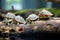 turtles basking on a log, one with mouth open