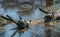 Turtles basking in the sun in Chesapeake Bay marsh