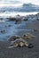 Turtles on black sand beach