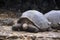 Turtles at the Charles Darwin Research Station on the island of Santa Cruz - Galapagos Archipelago - Ecuador