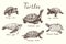 Turtles collection, Chinemys reevesii, Emys Orbicularis, Chelonoidis-nigra, Chelonia mydas, Geoemyda spengleri, Trachemys scripta