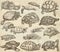 Turtles - collection of hand drawings, freehand sketches on old