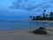 Turtles during Dawn at Poipu Beach on Kauai Island in Hawaii.