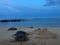 Turtles during Dawn at Poipu Beach on Kauai Island in Hawaii.