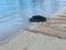 Turtles during Dawn at Poipu Beach on Kauai Island in Hawaii.