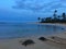 Turtles during Dawn at Poipu Beach on Kauai Island in Hawaii.