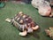 Turtles of different sizes and breeds on a background of brown stones crawl on a synthetic coating of green in a terrarium.