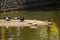 Turtles and ducks on a artificial pond in Santa Lucia Honduras 3