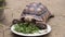 Turtles eating food on dish