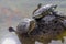 Turtles emerging on the rock in water.