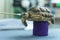 Turtles are Exotic Pets. Sulcata Tortoise or African spurred tortoise are in the veterinary examination room