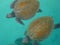 Turtles feeding on cancun beaches