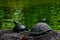 Turtles in front of the pond.