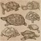 Turtles - An hand drawn vector collection. Tortoise. Set of hand