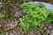 Turtles hatchlings while eating green plants