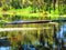 Turtles jump off a log into the water, along the bank of a florida river