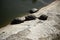 Turtles on lake