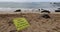 Turtles on Laniakea beach aka turtle beach. Sign showing to keep distance to Hawaiian sea turtle resting in beach sand