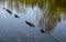 Turtles laying on logs floating in Lake Washington on a sunny spring day, Juanita Bay Park, Kirkland, WA