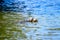 Turtles laying in the sun heat on a wooden piece by a lake in a sunny summer day