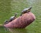 Turtles in Leonhardt Lagoon in Fair Park in Dallas, Texas.