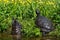 Turtles lying on the grass. Group of red-eared slider