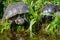 Turtles lying on the grass. Group of red-eared slider