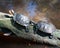 Turtles Photo. Turtle on a log by the water. Cooter turtle profile view