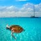 Turtles photomount in Caribbean Isla Mujeres